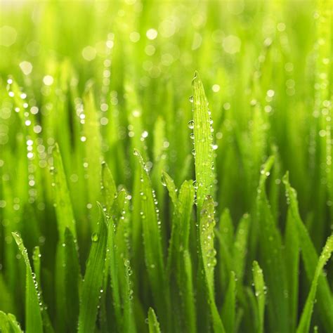 Wet Grass Free Photo Download Freeimages