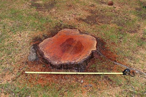 Tree Stump Removal Dallas Stump Grinding Service Stump Grinding Company