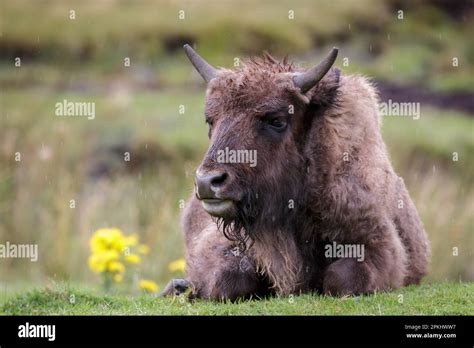 Bison Meat Hi Res Stock Photography And Images Alamy