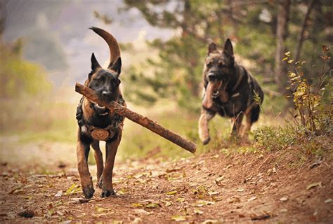 German Shepherd Lifespan Facts You Should Know | PawLeaks