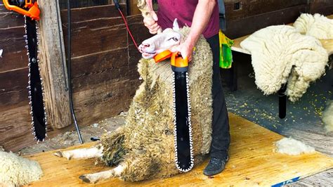 Incredible Advanced Sheep Shearing Technique Astonishing And