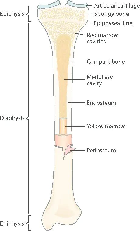 Tibia Bone - Anatomy, Function, and Common Injuries