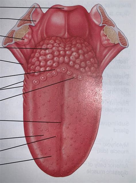 Dorsal surface of the tongue and the tonsils Diagram | Quizlet