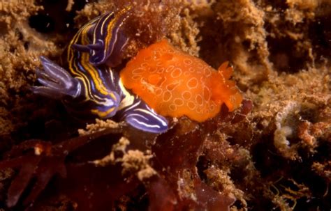 Rostanga Rosi Naturdata Biodiversidade Em Portugal