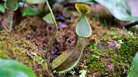 #41 The beautiful carnivorous pitcher and trumpet plants Nepenthes and ...