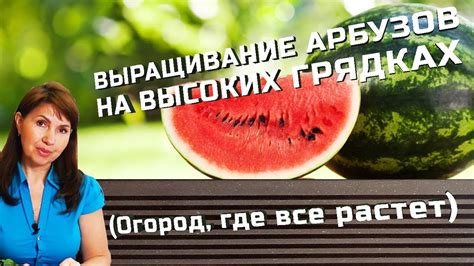 Выращивание арбузов на высоких грядках (Огород, где все растет) - YouTube