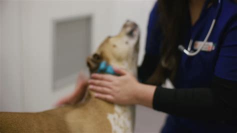The New Zealand Veterinary Association Te Pae Kīrehe On Linkedin Happy