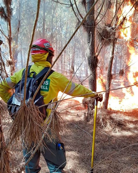 Incendio En Los Bosques De Pinamar El Fuego Afecta 30 Hectáreas Cerca De Un Barrio Privado