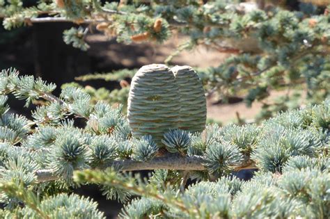 Cedrus Atlantica Trees And Shrubs Online