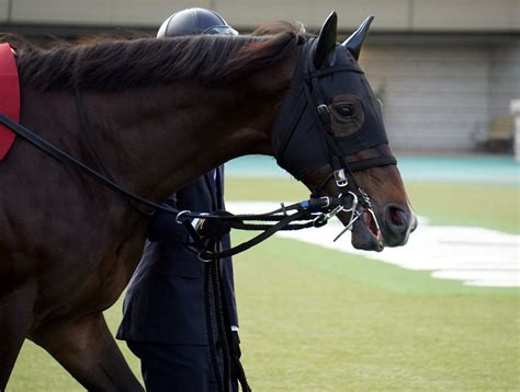 11月20日東京競馬★東スポ2歳ステークス★芝1800★アサヒ★次走共同通信杯 公式：黒澤ひかりのキラキラ日記～magic Kiss