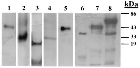 Western Blot Analysis Of The Various FH SCR Protein Constructs Used In