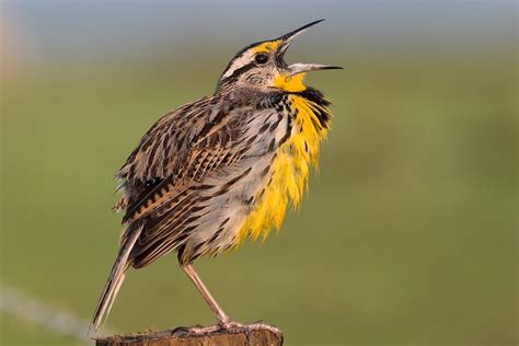 Birds of The World: Meadowlarks (Icteridae)