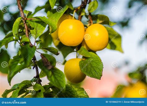 Yellow Plum Ripe Fruit Hidden Green Leaves Stock Image Image Of