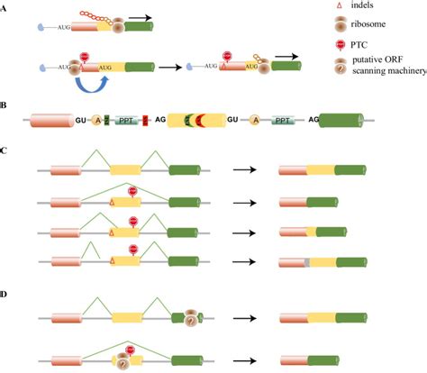 Escaping From Crisprcas Mediated Knockout The Facts Mechanisms And