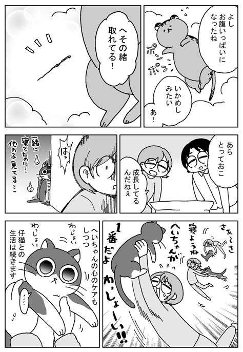 「嵐のようにうちにやってきた仔猫。 」若菜七弓の漫画