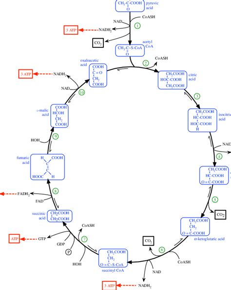 Embden Meyerhof Pathway And Krebs Cycle A Enzymes Involved In The