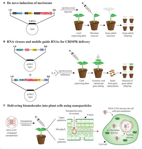 Figure 2 From Advances In Genome Editing With Crispr Systems And Transformation Technologies For