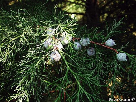 Cupressus lusitanica - Description | CG Encyclopedia