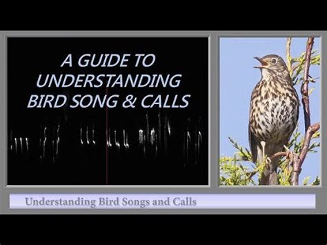 A GUIDE TO UNDERSTANDING BIRD SONG AND CALLS YouTube