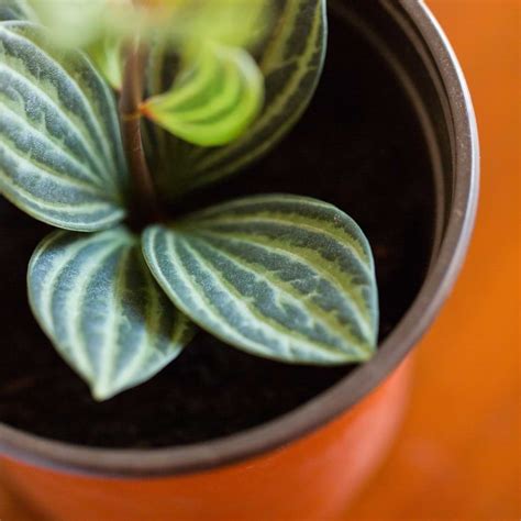 How To Propagate Peperomia Caring For Propagated Peperomia