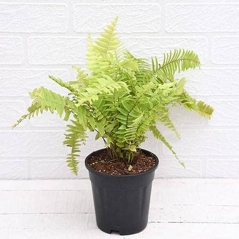 Nephrolepis Exaltata Aurea Golden Fern Boston Fern Plant With Pot