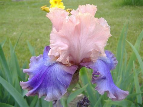 Florentine Silk Iris Bearded Iris Bloom