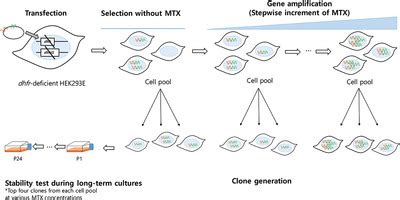 Comprehensive Characterization Of Dihydrofolate Reductasemediated Gene