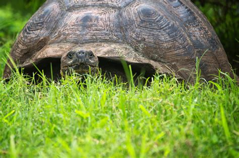 Galapagos Giant Tortoise Movement Ecology Programme Updates