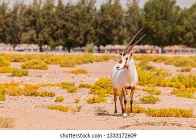 Endangered Arabian Oryxes Oryx Leucoryx Dubai Stock Photo