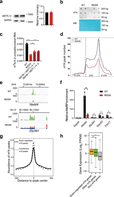 Mettl R K Decreases Mrna M A Modification A Western Blot Showing