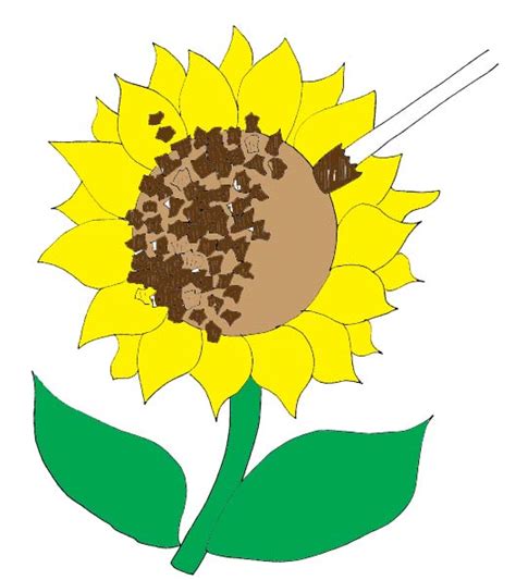 Sunflower Printable Template Clipart Best