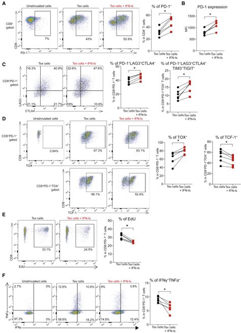 Chronic Type I Interferon Signaling Promotes Lipid Peroxidation Driven