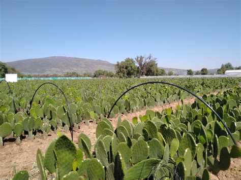 Agricultura Edo Mex On Twitter Actual Zate Con Los Temas M S