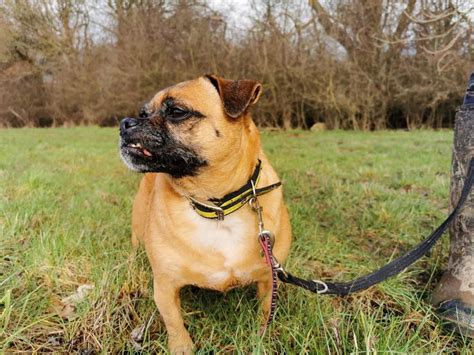 Looking At Tilly Dogstrust Rehomeadog Rehome Dog Pug Cross Old Pug