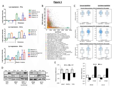 Lyn Expression Inversely Correlates With E Cadherin In Human Cancer And