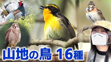 野鳥のさえずり初夏の山は鳥がいっぱい野鳥撮影vlog YouTube