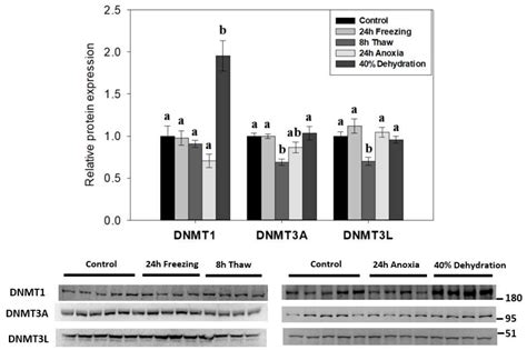 Epigenomes Free Full Text Dna Hypomethylation May Contribute To