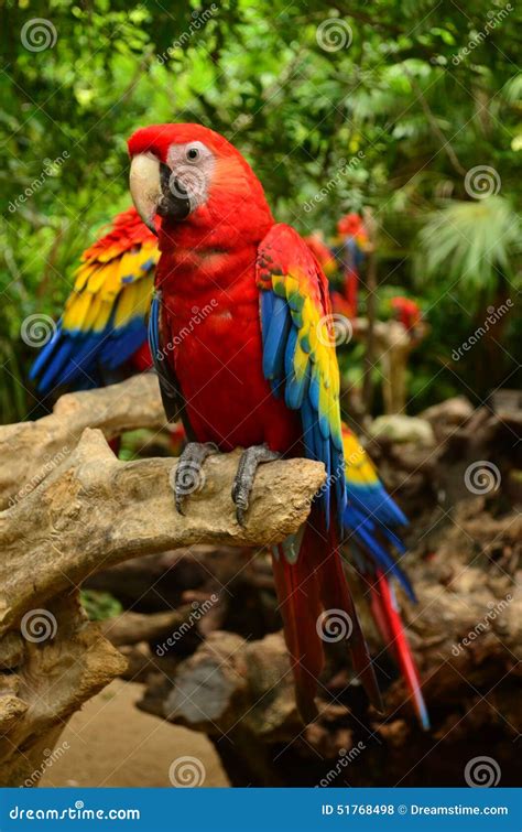 Parrot stock photo. Image of colorfull, habitat, green - 51768498