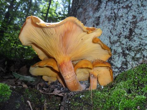 Omphalotus illudens - Mushroom World