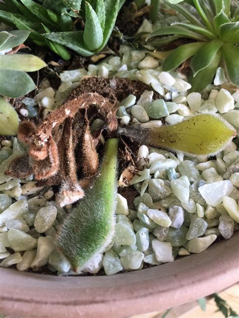 Succulent Root Rot Control What To Do About Rotting Succulent Roots