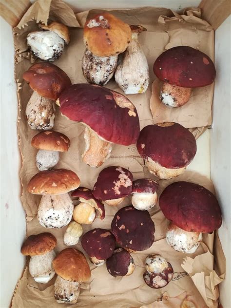 Porcini Boletus Edulis Cogumelo Vegetativo Foto De Stock Imagem De