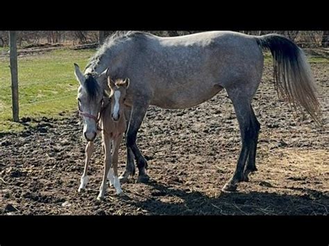 Enya Jane With Her Foal Slyphide Symphony Youtube