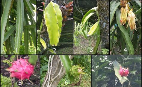 Dragon Fruit Plant Growth Stages