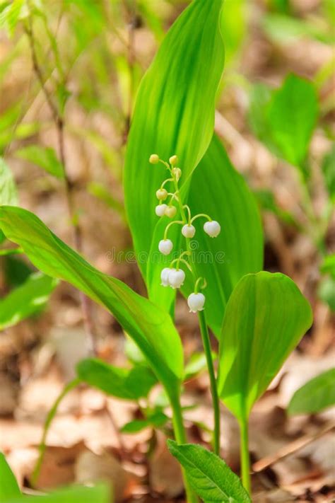 Lily Of The Valley Convallaria Majalis White Flowers In Forest At