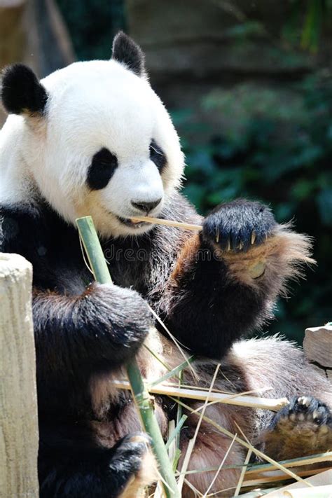 Oso De Panda Que Come El Bambú Imagen de archivo Imagen de porcelana