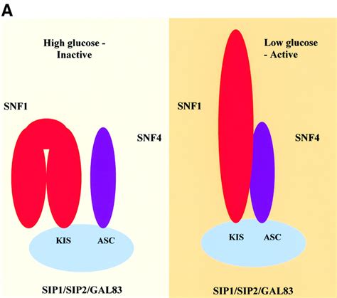 A Cartoon Showing Yeast Snf Complexes In Conditions Of High And Low