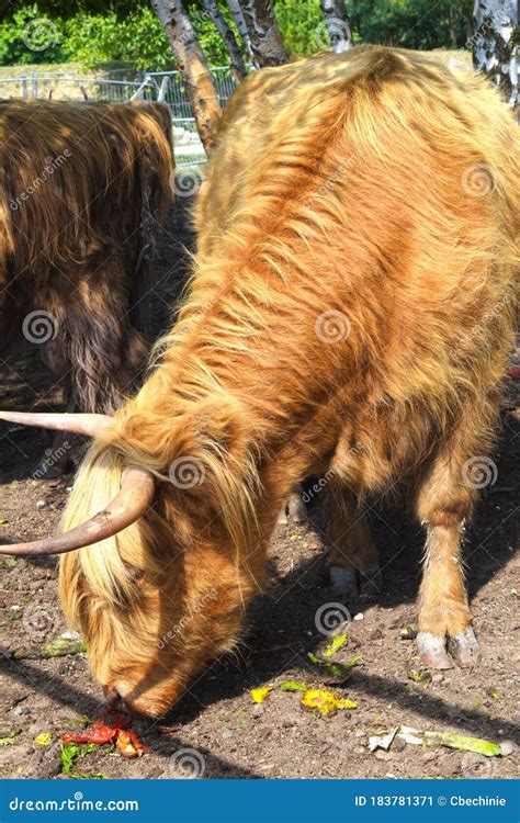 Boi Escoc S Parado E Comendo Em Um Paddock Imagem De Stock Imagem De