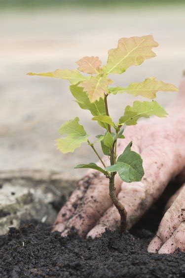 Life Cycle Of Oak Trees Hunker