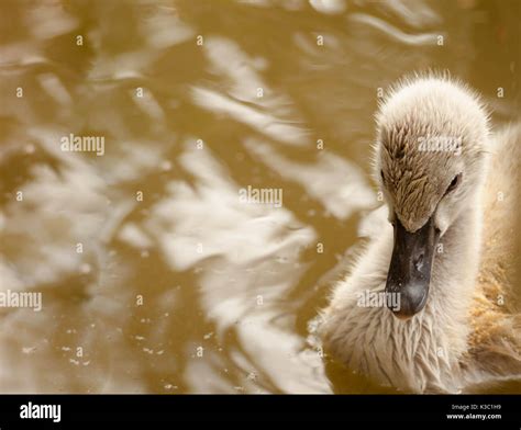 Swan duckling hi-res stock photography and images - Alamy