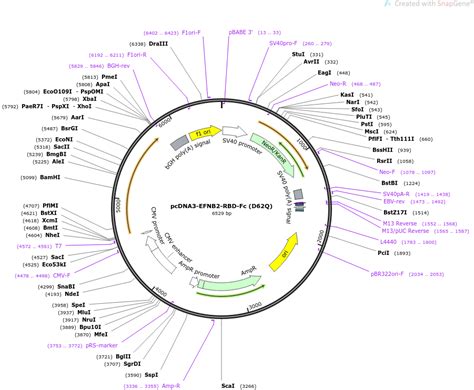 Addgene PcDNA3 EFNB2 RBD Fc D62Q